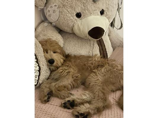 Goldendoodle F1